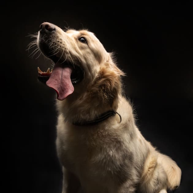 ペットフォト　大型犬