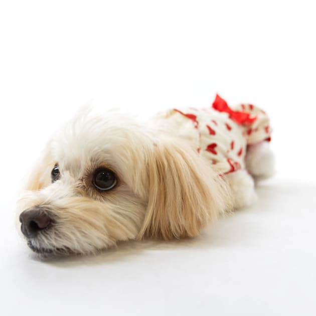 ペットフォト　アップ