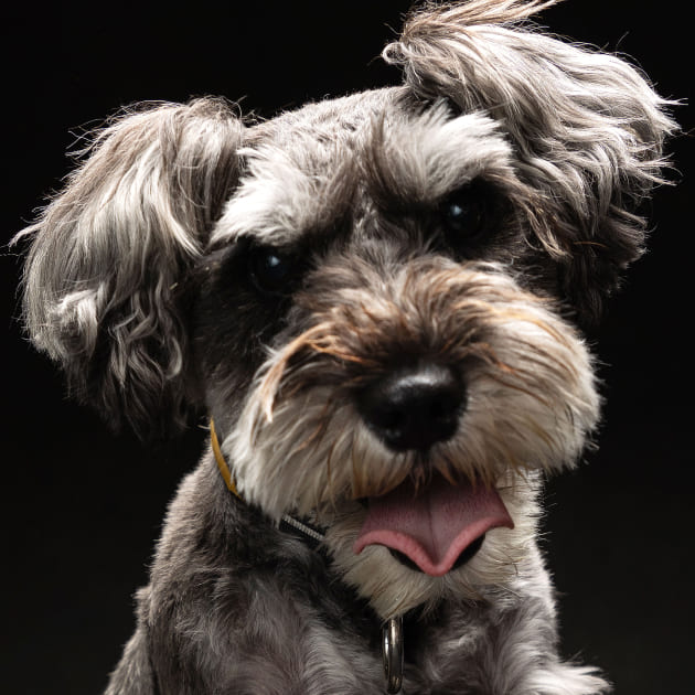 ペットフォト　アップ