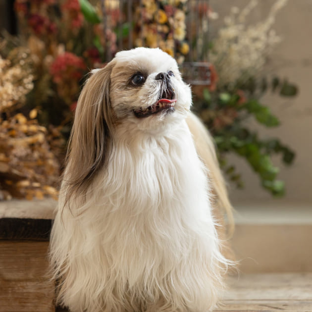 ペットフォト　舌出し